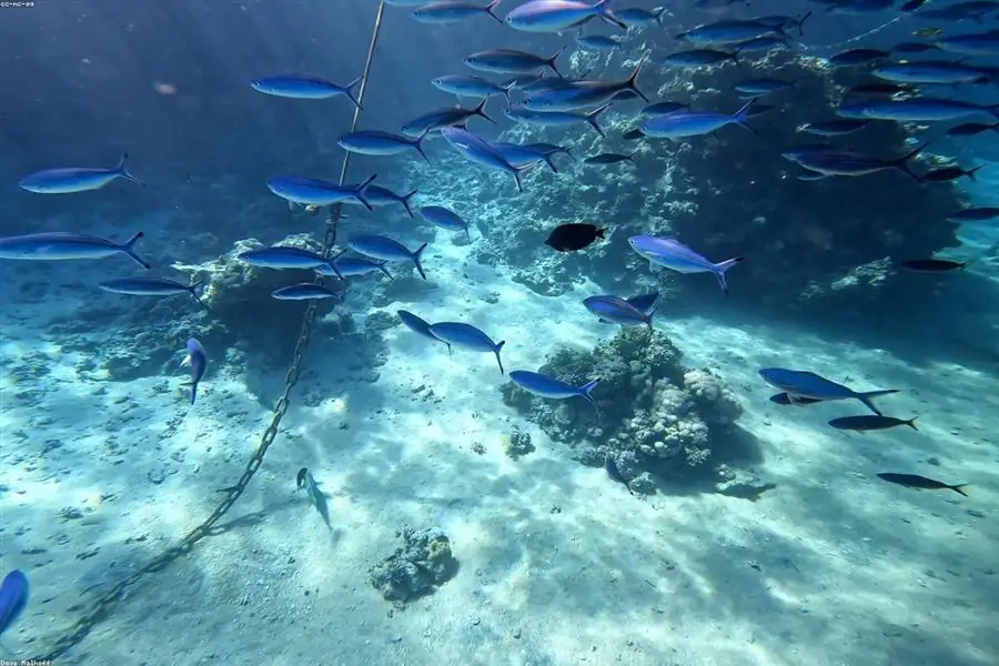 Aguas turquesa de la costa del Mar Rojo en Egipto